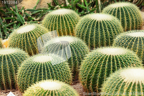 Image of cactus