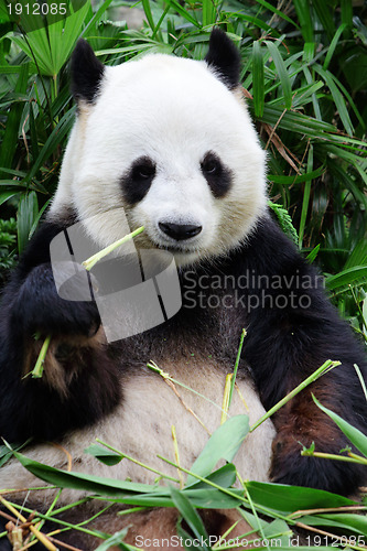 Image of Panda eating bamboo