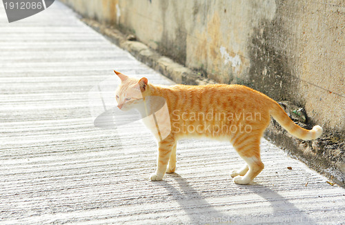 Image of cat
