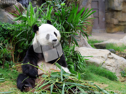 Image of Panda eating bamboo