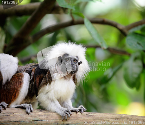 Image of cotton top monkey