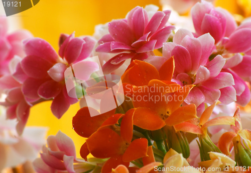 Image of Flowers of Kalanchoe