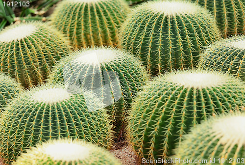 Image of Cactus