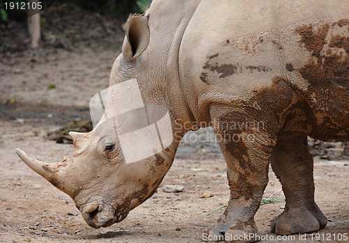 Image of rhino