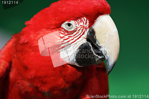 Image of red macaw