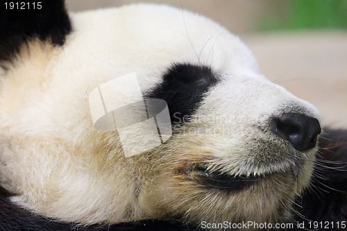 Image of Sleeping panda