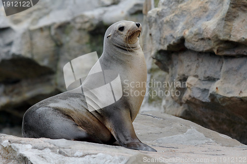 Image of Sea Lion