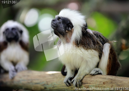 Image of cotton top monkey