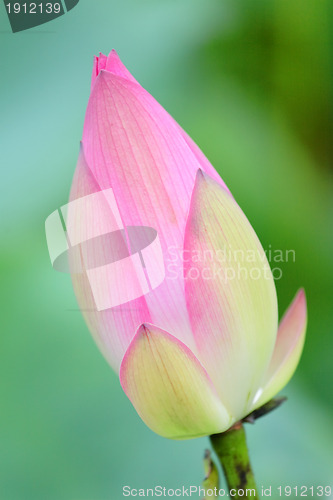 Image of Lotus Bud