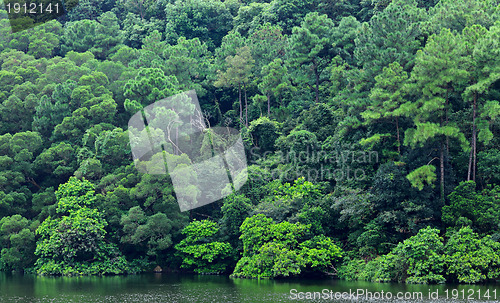 Image of lake with wood