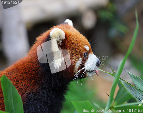 Image of Red panda