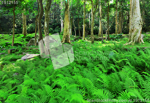 Image of forest