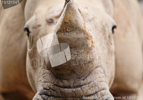 Image of rhino