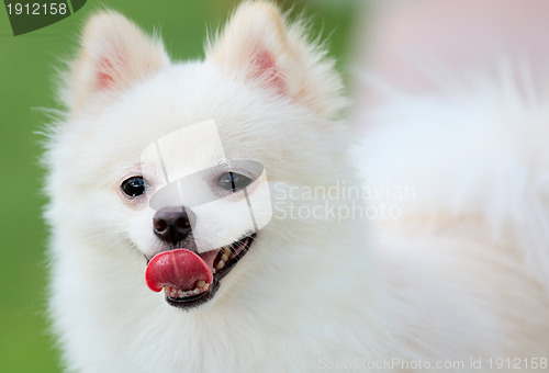 Image of White Pomeranian dog