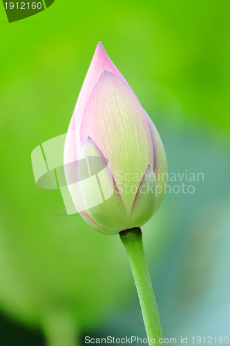 Image of Pink Lotus Bud