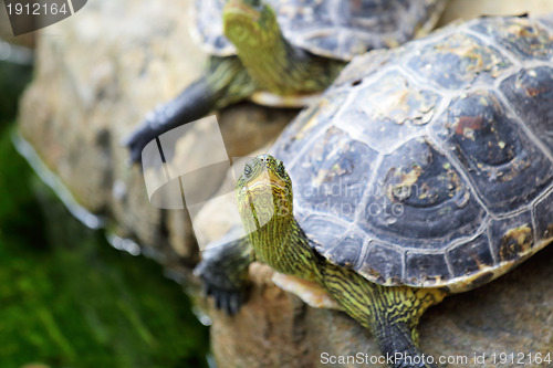 Image of tortoises