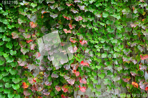 Image of ivy covering the wall