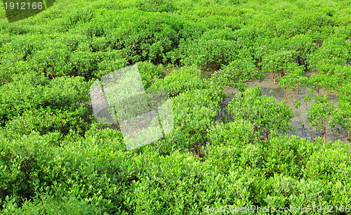 Image of Red Mangroves