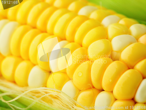 Image of corn cob