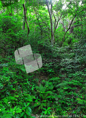Image of beautiful green forest
