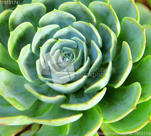 Image of Fresh green plant close up