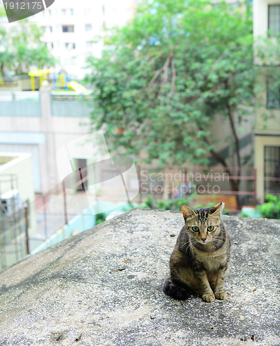 Image of street cat in city