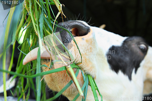 Image of cow at farm