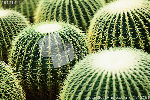 Image of cactus