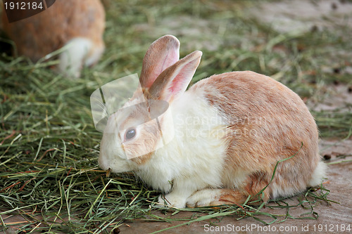 Image of bunny rabbit