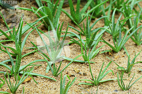 Image of Aloe vera field