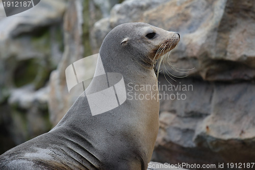 Image of Sea Lion