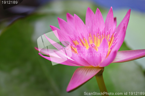 Image of lotus flower