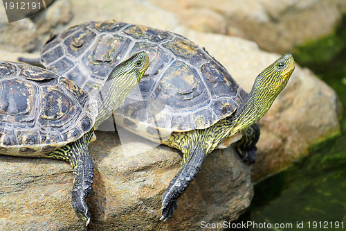 Image of turtle