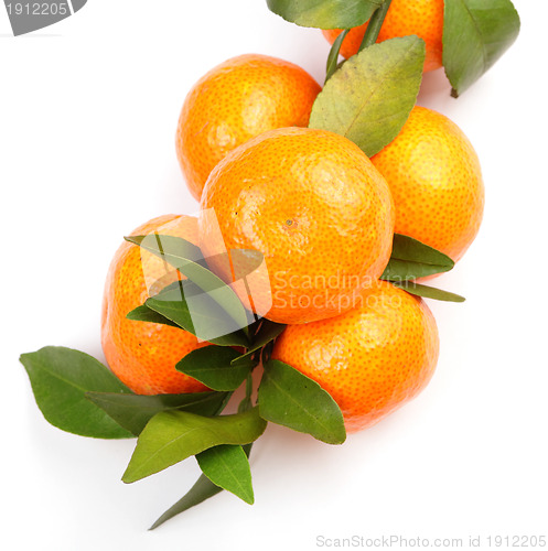 Image of mandarin on white