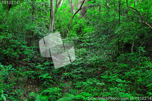 Image of green forest