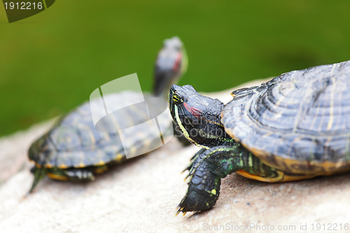 Image of tortoises on rock