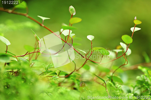 Image of moss close up