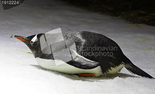Image of Penguin