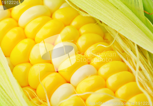 Image of corn cobs