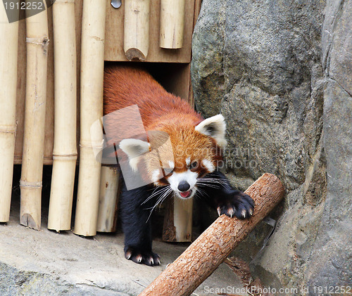 Image of Red panda