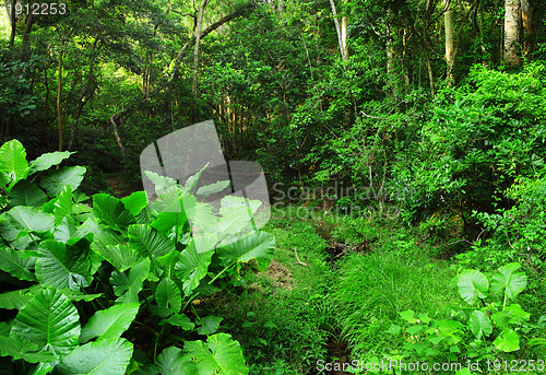 Image of green forest