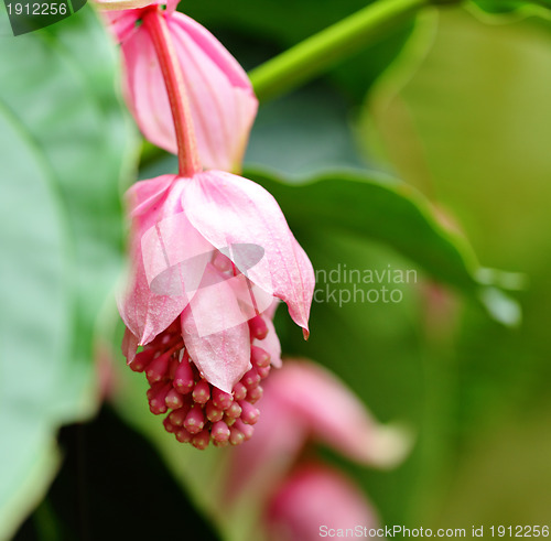 Image of rose grape, medinilla magnifica, melastomataceae