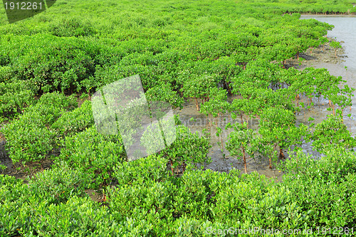 Image of Red Mangroves