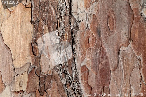 Image of Wooden texture