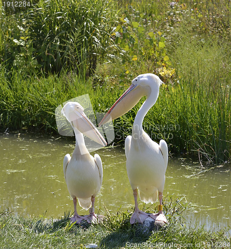 Image of White Pelicans