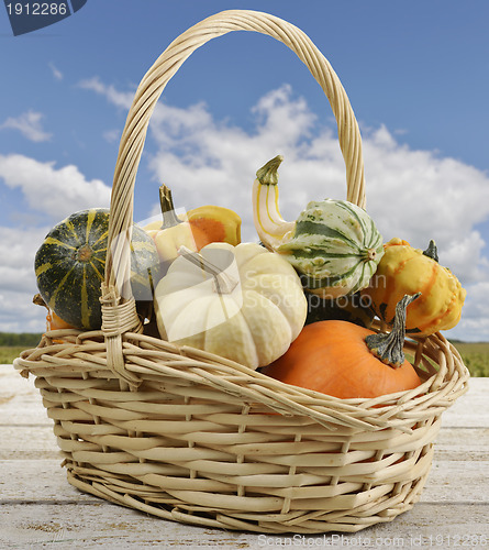 Image of Mini Pumpkins