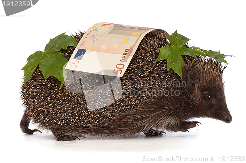 Image of hedgehog with euro profit
