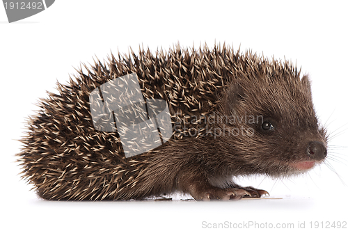 Image of hedgehog