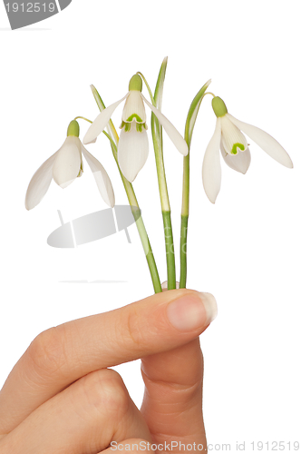 Image of snowdrops