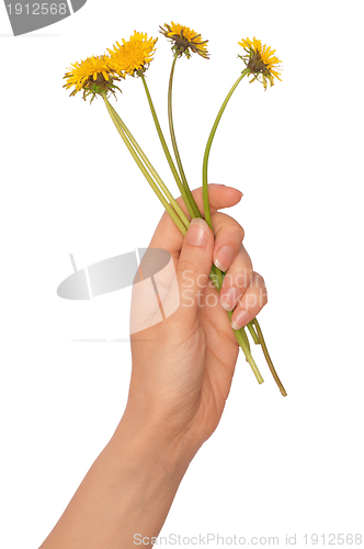 Image of yellow dandelions